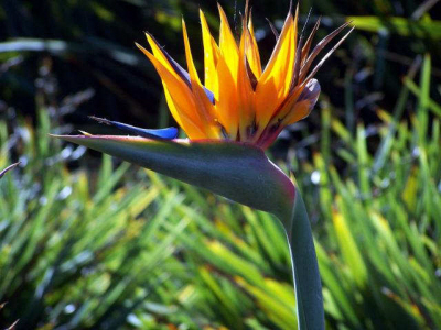 bird_of_paradise_Large.jpg