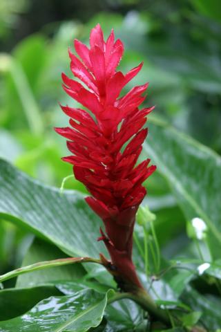 ginger_plant.jpg