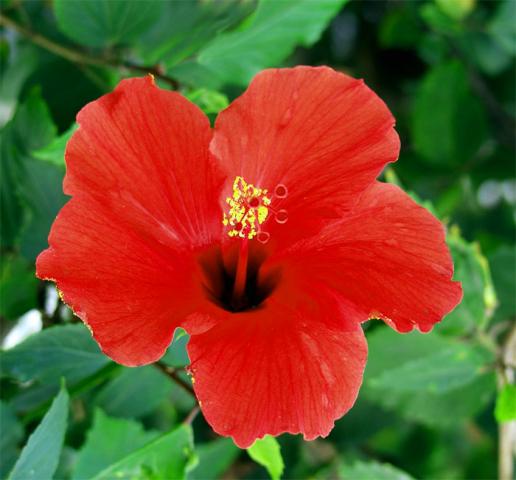red_hibiscus.jpg